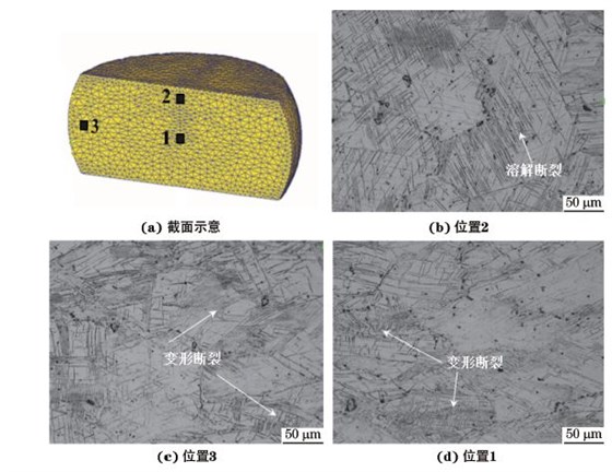 圖３ 在９８０ ℃、應變速率為０．０１０s－１下壓縮至應變量為３０％后GH４１６９合金不同區域的顯微組織